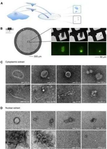Figure 4. (A) Schematic representation of the strategy for the molecular imaging of 