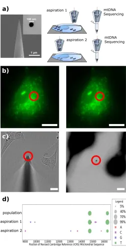 Figure 5. Mitochondrial nanobiopsy. (a) SEM micrograph of the nanopipette tip and opening 