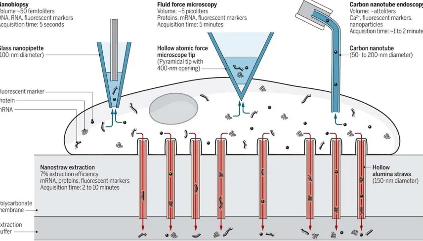Figure 1. Schematic representation of methods for removing cell contents. Reprinted with 