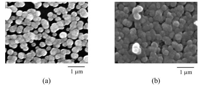 Figure 4. Surface morphology of the titania films prepared by the improved LPD process