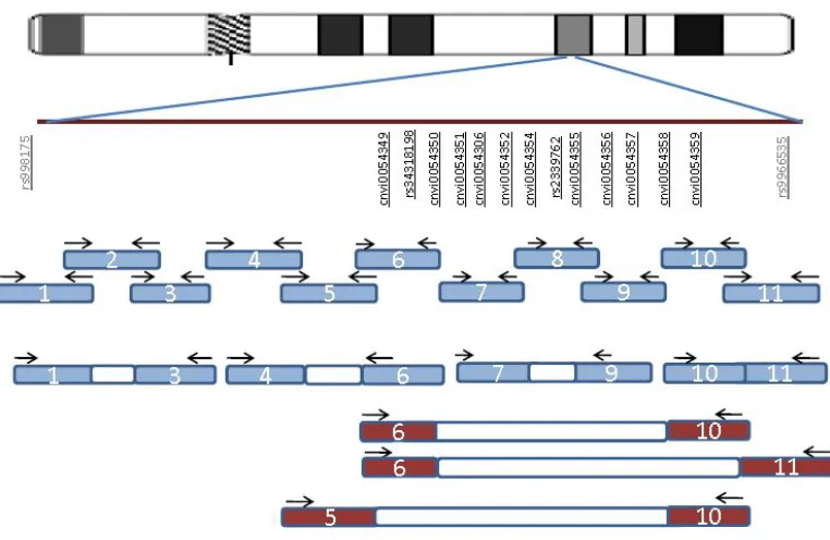 Figure 4. Optimised PCR product for CNV18027 (18q21.2: 49390404-49391772) 