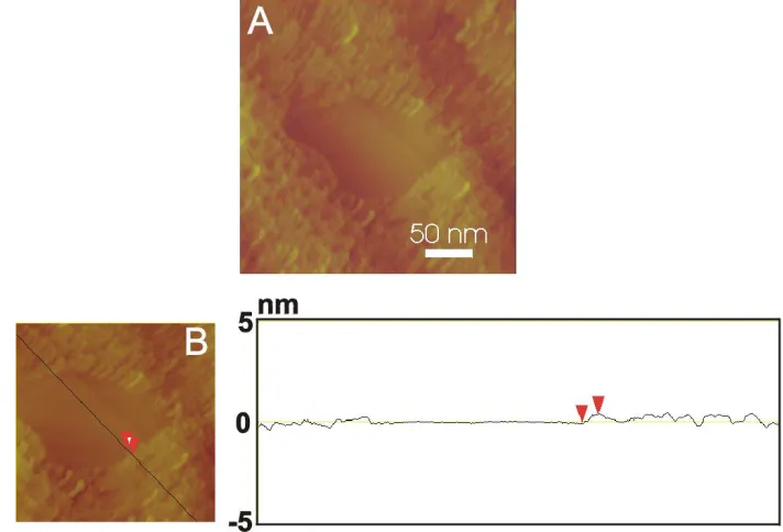 Figure 1. Cyclic voltammograms of UPD Cu on Au microelectrode in 0.05 M Hsolution with potential scan rate of 50 mV s-1 