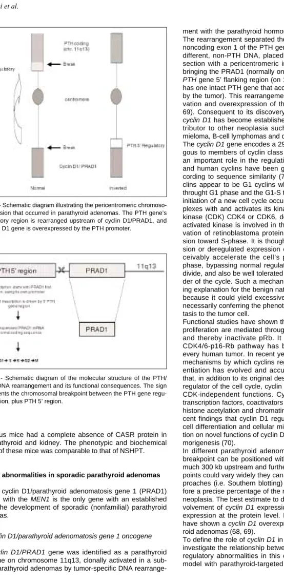 Figure 5 - Schematic diagram of the molecular structure of the PTH/