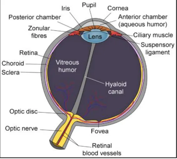 Figure 1.1: Anatomical structure of human eye (Acharya, Ng and Suri,  2008).  