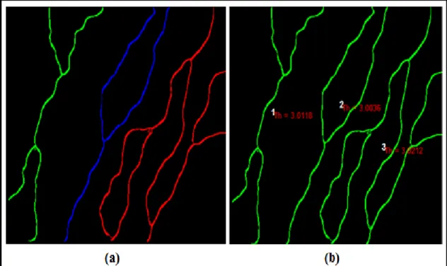 Figure 3.7: The thickness algorithm output: (a) Labelling of corneal nerves 1, 2  and 3 in green, blue and red, respectively, (b) Image map for the corneal nerves 