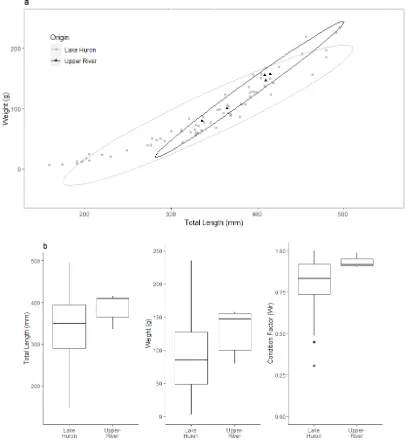 Figure 8: (a) Total lengths (mm) and weights (g) of parasitic-phase Sea-Lamprey from Lake Huron and the Burt and Mullett lakes (‘upper-river’) collected during the months of August and September