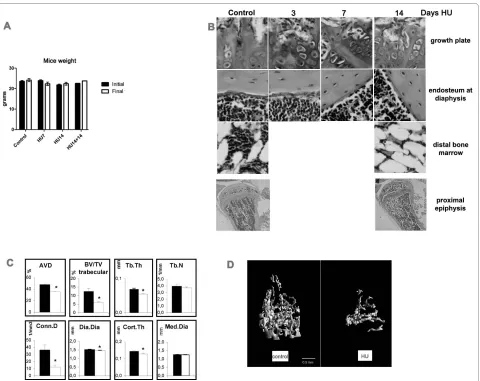 Figure 1 Growth unaffected in HU mice, and changes in bone histomorphometry. A- Mice weight (mean +/- SEM)