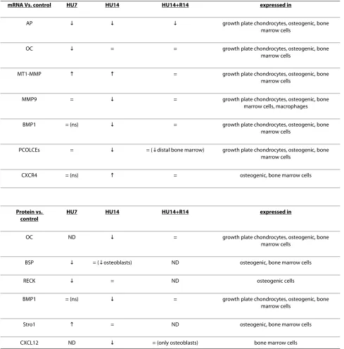 Table 1: Gene and protein expression in HU mice and recovery versus control.