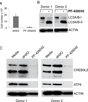 Figure 4. S1P inhibition induces autophagy and affects multiple UPR-related TFs. (generated from day 3 cells treated for 72 h with 10 CountBright beads