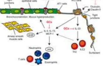 Figure 10 : Analysis of gene expression in the lung parenchyma of GRdim and GRspc mice after induction of AAI and GC treatment.