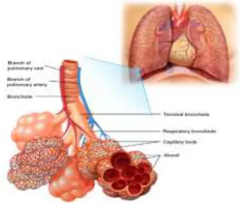 Fig 1: Airway Inflammation And The Clinical  Symptoms And Pathophysiology Of Asthma  