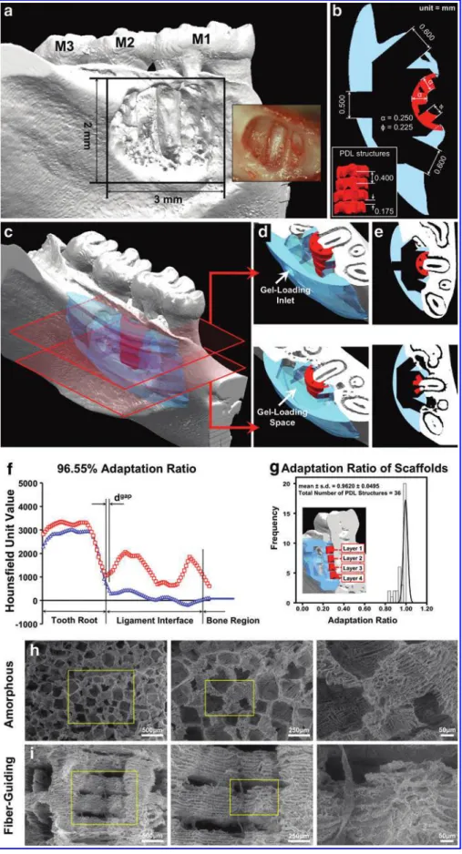 FIG. 2. Micro-computed tomo- tomo-graphic (Micro-CT) image of  man-dibular osseous defect and scaffold design/dimensions