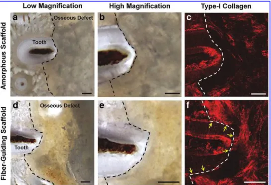 FIG. 3. Generation of dental-ligament complexes as evidenced by type-I collagen fluorescence image analysis