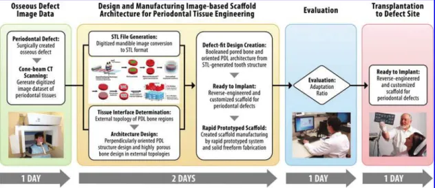 FIG. 6. Flow chart for the fiber-guiding scaffold design, manufacture, and potential application in the future A cone-beam CT scan is taken of the defect site for digitized image dataset