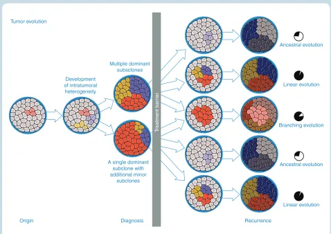 Fig. 2 Simplified glioma evolution models. The glioma-initiating cell evolves into the tumor at diagnosis with selective pressures resulting in intratumoral heterogeneity