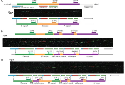 Figure 1.Fiber FISH Analysis of the DUP4 Heterozygote Sample HG02554(A) An example DNA ﬁber from the reference haplotype