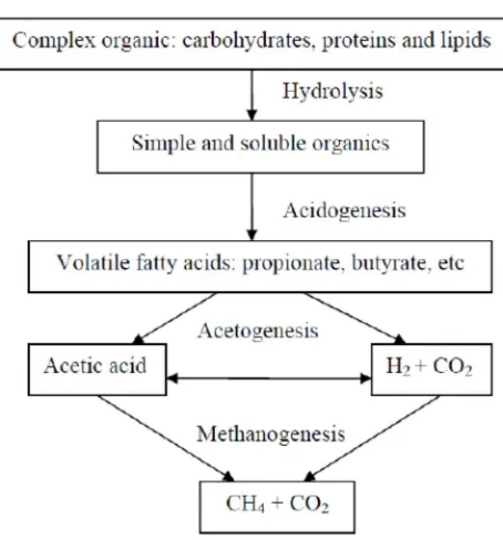 Figure 2-2: Stages of anaerobic digestion process (Gujer & Zehnder, 1983) 