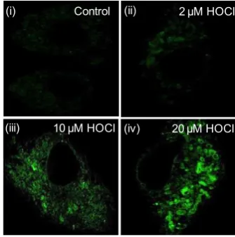 Figure  3.  Detection  of  Endogenous  HOCl  by  SF-1:  SIM  images  and  emission intensity  profiles  of  SF-1  in  the  presence  of  different  concentration  of  LPS incubated for 12h in fixed RAW 264.7 cells
