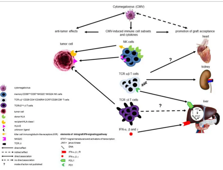 FiGURe 1 | Schematic overview of (potential) beneficial effects of cytomegalovirus (CMV) infection after transplantation