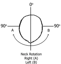 Figure 8. Rotation of the neck along the horizontal plane. 