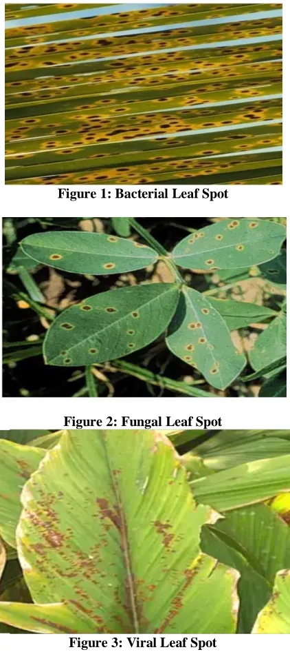 Figure 1: Bacterial Leaf Spot  