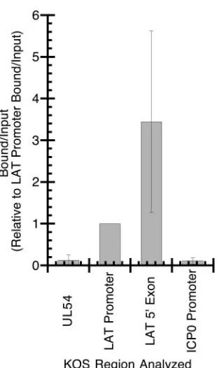 FIG. 2. ChIP analysis of latent HSV-1 (strain KOS) DNA usingantiserum speciﬁc for anti-acetyl-histone H3 (K9, K14)
