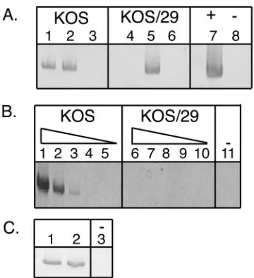 FIG. 4. RT-PCR analysis detecting the presence or absence ofLAT RNA in DRG latently infected with KOS or KOS/29