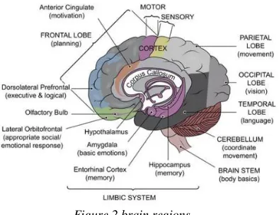 Figure 2 brain regions. 