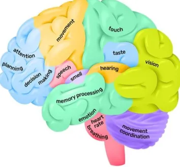 Figure 4 brain’s loops 