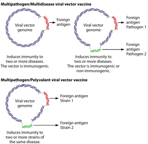 FIG 1 Schematic overview of multipathogen/multidisease and multivalent/polyvalent viral vectorvaccines.