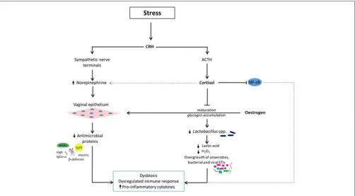 FIGURE 1 |, Megasphera, and sexually transmitted infections suchvirus is created. Cortisol also affects immune response by altering the nuclear factor-release of cortisol and norepinephrine via the hypothalamic-pituitary-adrenal and SAM axes respectively