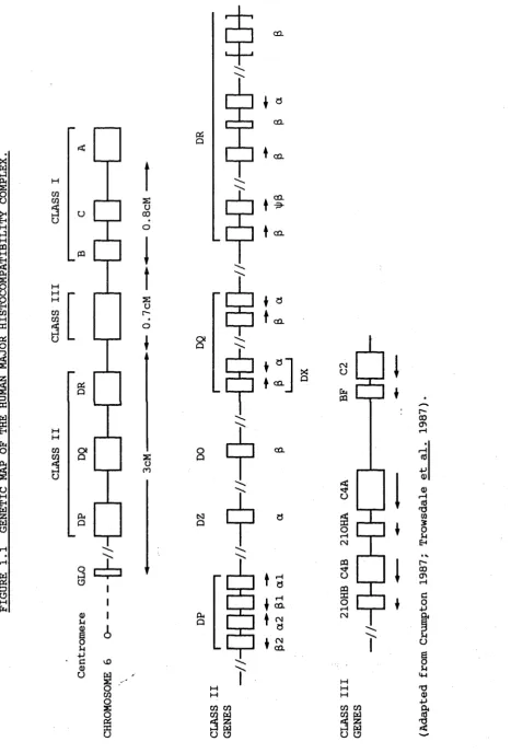 FIGURE 1.1 GENETIC MAP OF THE HUMAN MAJOR HISTOCOMPATIBILITY COMPLEX