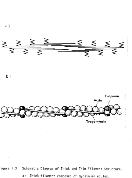 Figure 1.3 Schematic Diagram of Thick and Thin Filament Structure.