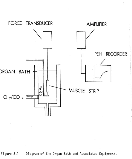Figure 2.1 Diagram of the Organ Bath and Associated Equipment.