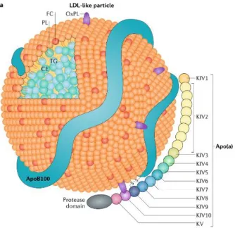 Figure 1.1. Schematic representation of the Lp(a) particle. 