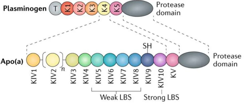 Figure 1.3. Schematic representation of apo(a). 