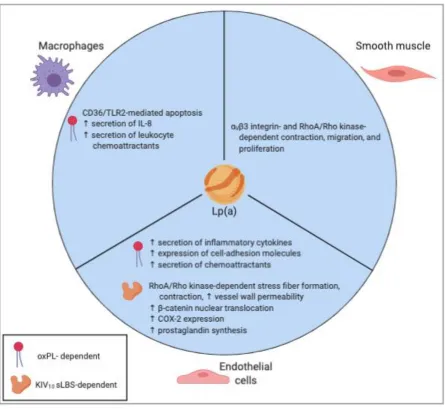 Figure 1.6. Effects of Lp(a)/apo(a) on vascular cell phenotypes. 
