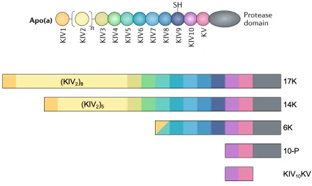 Figure 2.1. Schematic representations of recombinant apo(a) species. 
