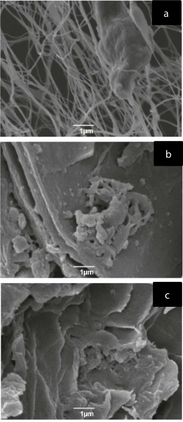 Figure 2. SEM of bacterial cellulose (a), CAE-CB (b), and OPEC-CB(c) samples.