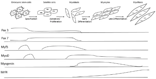 Figure 1.3-2 Embryonic Myogenesis. Determination and differentiation of muscle cells 