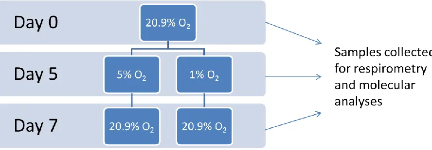 Figure 2.5-1 Diagram of cell culture experiments. C2C12 mouse myoblasts were 