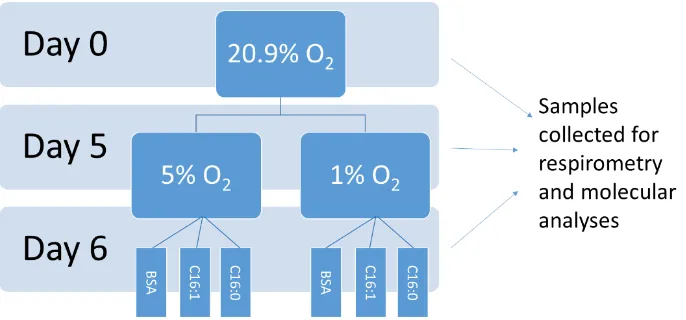 Figure 2.5-2 Diagram of hypoxic cells treated with fatty acids. C2C12 mouse myoblast 