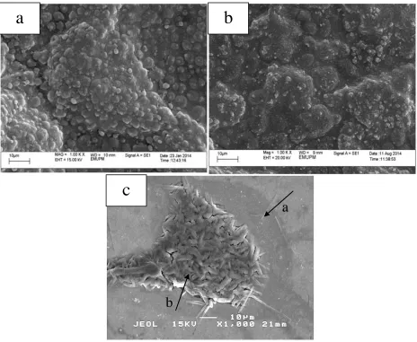 Figure 4.  SEM micrographs of (a) PEDOT, (b) copolymer (PEDOT/ PANI) and (c) (PANI). Growth conditions: PEDOT and PANI is electropolymerized potentiostatically at 1.0 V on ITO containing 10 mM monomer/0.1 M LiClO4/aqueous solution