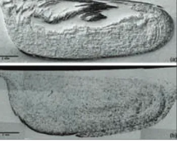 Fig. 17 shows the distributions of the DRA in the composites fa- fa-bricated with different number of passes