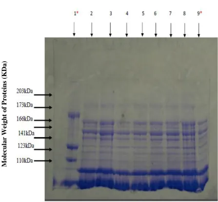 Figure 4.4: Gel electrophoresis of plasma proteins from mice administered with BT toxin at different doses for 90 days