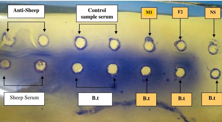 Figure 4.5: Double immuno-diffusion slide after 30 days feeding period. Anti-sheep: Rabbit anti-sheep reacted with sheep serum acted as positive control, control sample serum was from the mice that were not fed Bacillus thuringiensis toxin, M1 