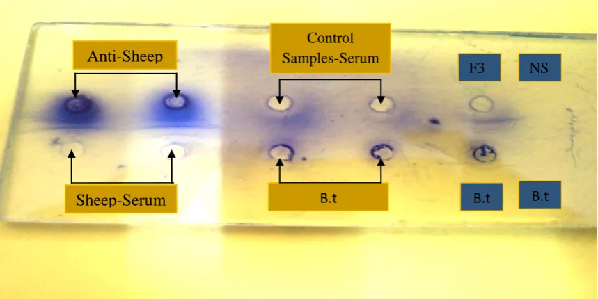 Figure 4.7:  Double immuno-diffusion slide after feeding mice with 30mg/kg BT toxin for 90 days