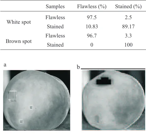 Fig. 6. Two samples of stained peaches: a – white patch, b – brownpatch.