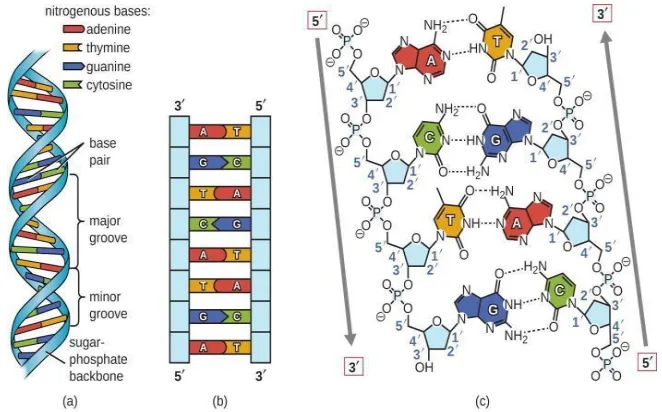 Fig 1: Architecture Of DNA Strand  