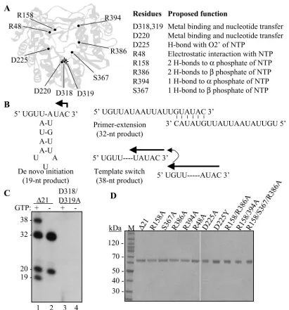 FIG. 1. Mutations within the catalytic pocket of the HCV RdRp and assays for activities of the HCV RdRp